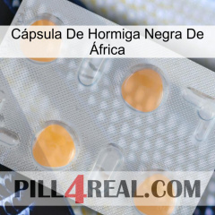 Cápsula De Hormiga Negra De África 24